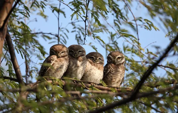 Trees, animals, nature, leaves, branch, sitting, .four brown owls