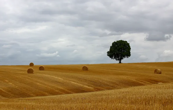 Tree, countryside, hay, bales, farmland