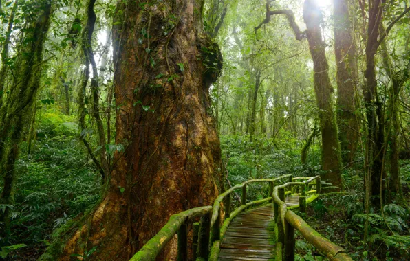 Greens, forest, trees, tropics, moss, jungle, Jungle, bridges