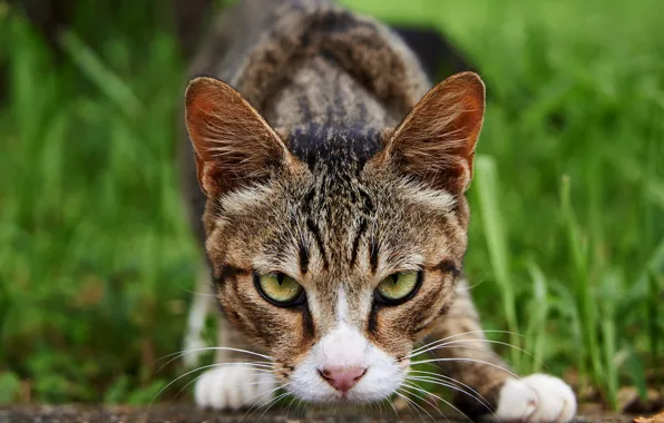 Cat, grass, eyes, cat, look, face, nature, pose