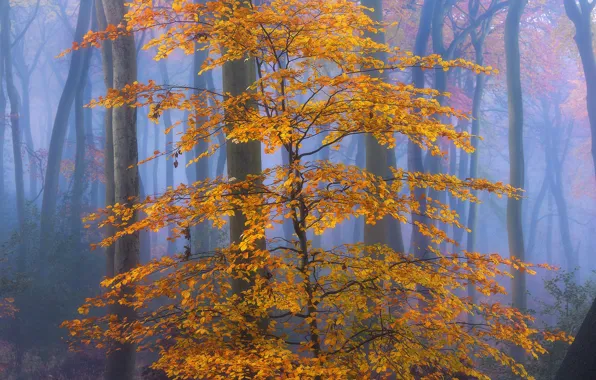 Autumn, forest, leaves, yellow, fog, autumn