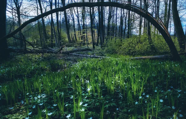 Greens, forest, grass, trees, flowers, trunks, glade, spring