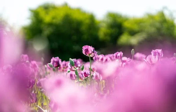 Summer, light, trees, flowers, Maki, meadow, pink, blur