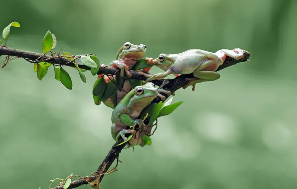 Look, leaves, background, branch, green, frogs, three, trio