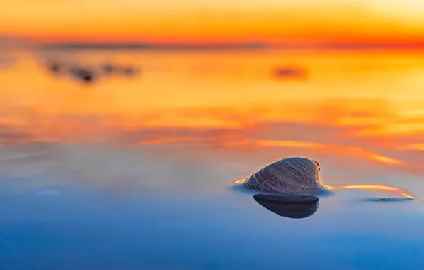 Picture sea, beach, the sky, light, sunset, reflection, background, shore