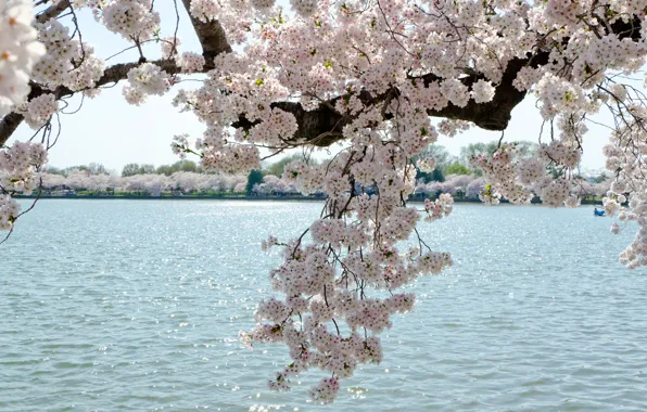 Nature, cherry, lake, branch, spring, Washington, USA, USA