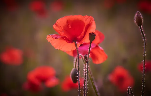 Summer, flowers, Mac, Maki, red, bokeh