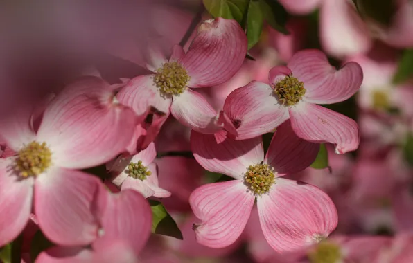 Macro, flowers, pink, bokeh, dogwood