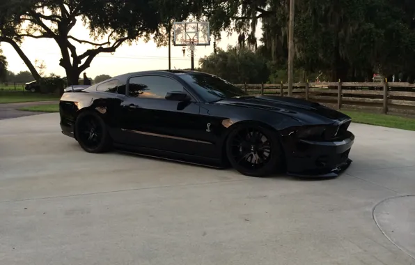 Shelby, GT500, Cobra, 2014