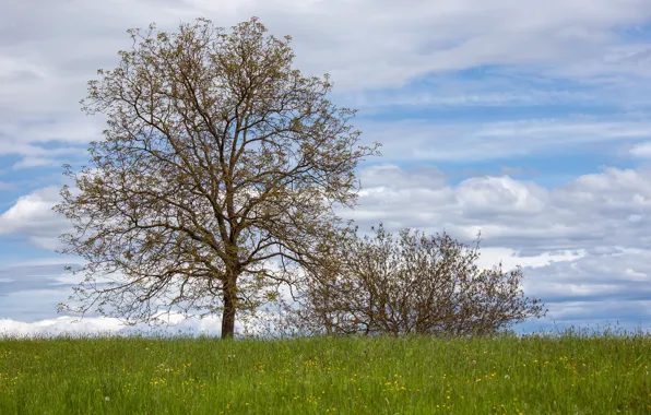 Picture greens, field, the sky, grass, clouds, trees, Austria, Schaftal mountain