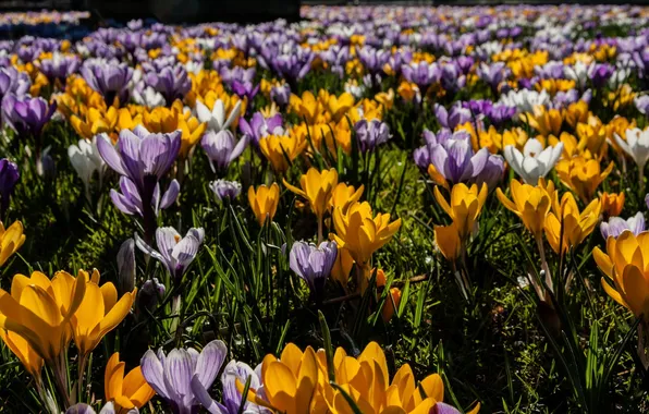 Summer, flowers, nature