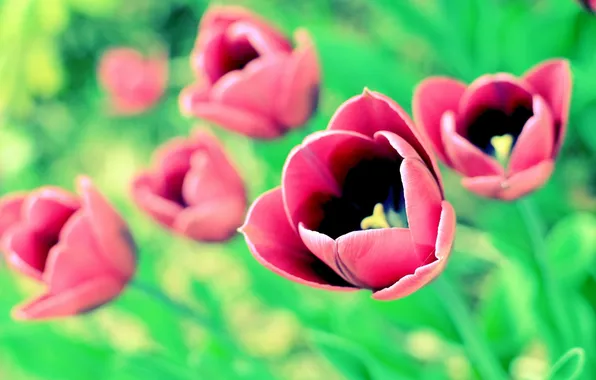 Picture flowers, nature, tulips