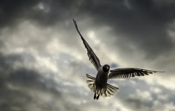 The sky, flight, clouds, bird, wings, Seagull