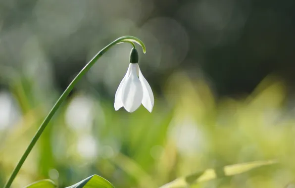 Picture white, flower, nature, spring, snowdrop