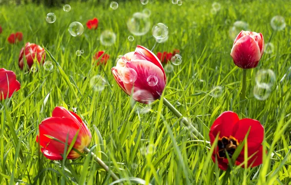 Picture greens, field, grass, flowers, red, background, widescreen, Wallpaper