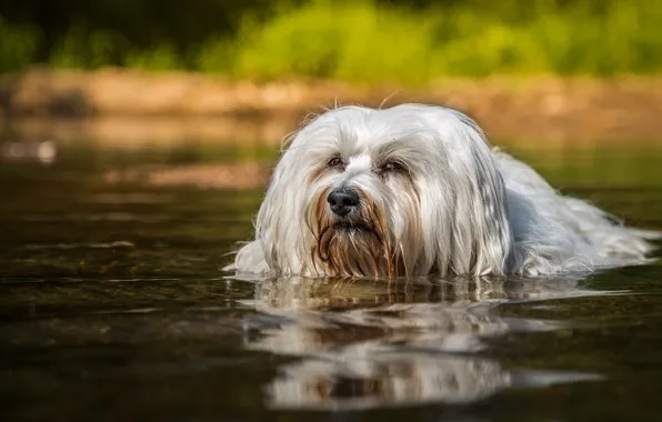 Water, swim, dog, The Havanese
