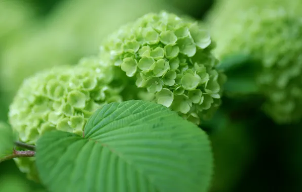 Picture leaves, Bush, green, hydrangea