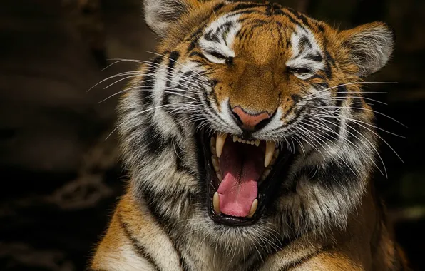 Language, tiger, mood, portrait, laughter, mouth, fangs, laughing tiger