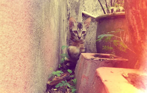 Yard, kitty, flowerbed, striped, kitten, cat, animal, cute