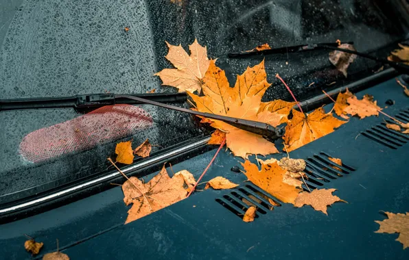 Machine, glass, leaves, drops, yellow, the hood, car, falling leaves