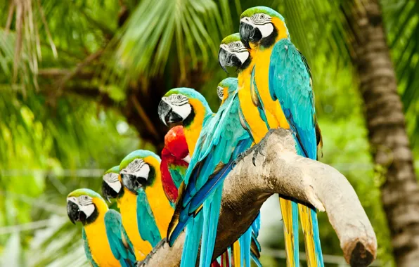 Picture birds, parrots, Ara