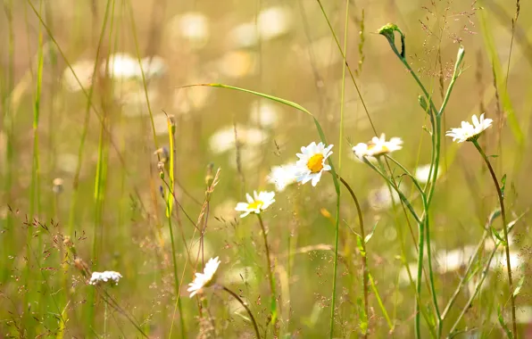 Summer, grass, Daisy, Sunny