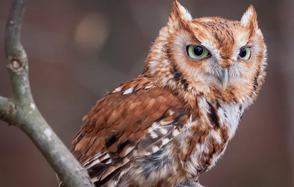 Bird, animal, wildlife, screech owl screech owl, red eastern screech owl