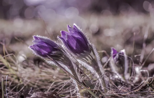 Macro, flowers, glare, focus, petals, purple, lilac, Sleep-grass