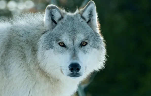 Picture nature, snow, predator, animal, wolf, wildlife, horizontal, Canis lupus