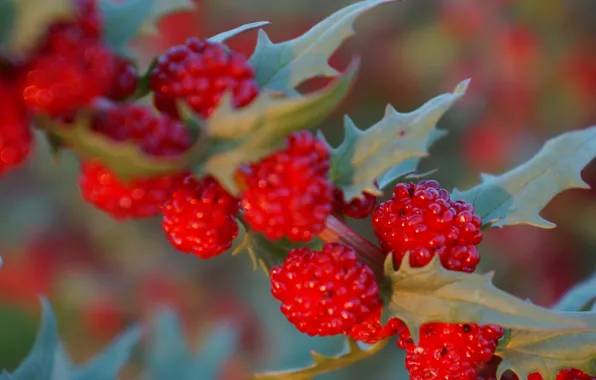 Red, Berries, shrub