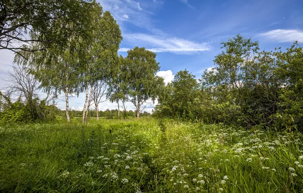 Summer, trees, landscape