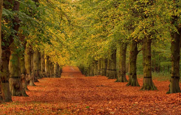 Road, autumn, leaves, trees, Park, alley