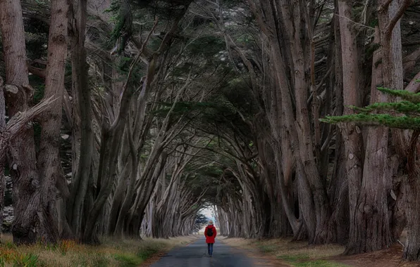 Picture road, trees, people