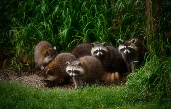 Grass, nature, treatment, raccoon, company, raccoons, party