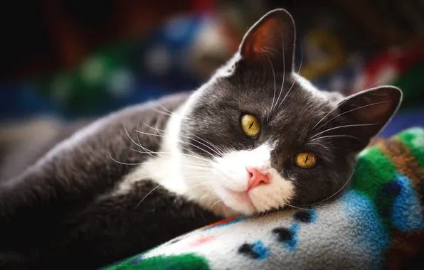 Cat, cat, look, face, grey, background, stay, portrait