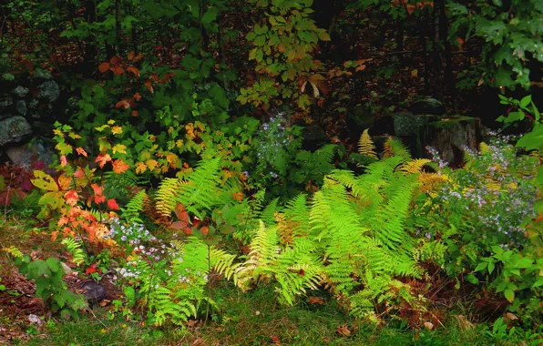 Autumn, forest, leaves, trees, flowers, plant