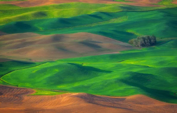 Picture field, grass, trees, hills, USA, Washington
