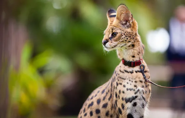 Picture look, leash, Serval