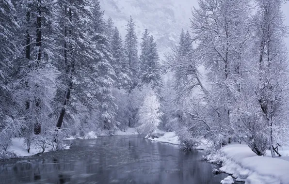 Winter, forest, snow, trees, river, CA, California, Yosemite National Park