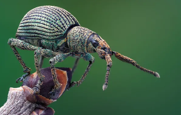 Picture macro, beetle, weevil