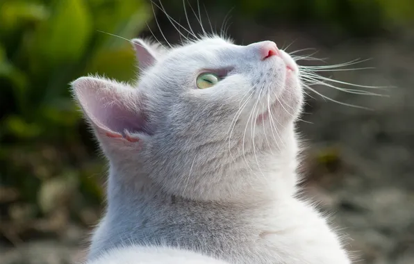 White, cat, nature, up, blur, looks