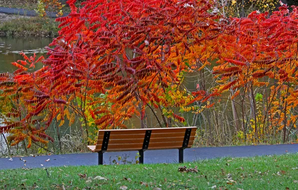 Picture autumn, leaves, trees, pond, Park, track, bench