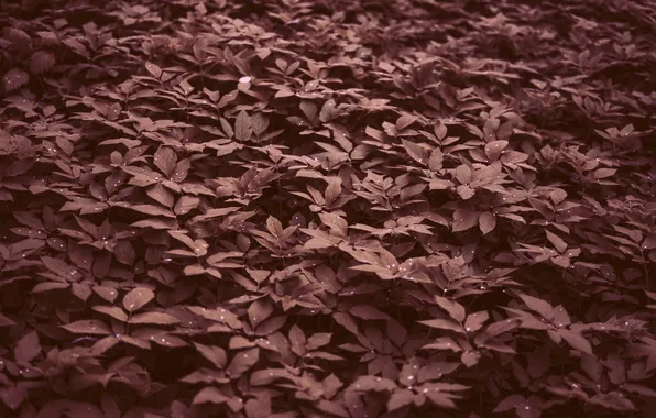 Picture grass, leaves, pink, foliage