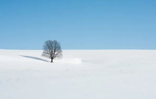 Winter, field, trees, landscape
