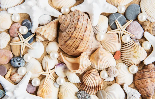 Sand, beach, background, shell, beach, texture, background, sand