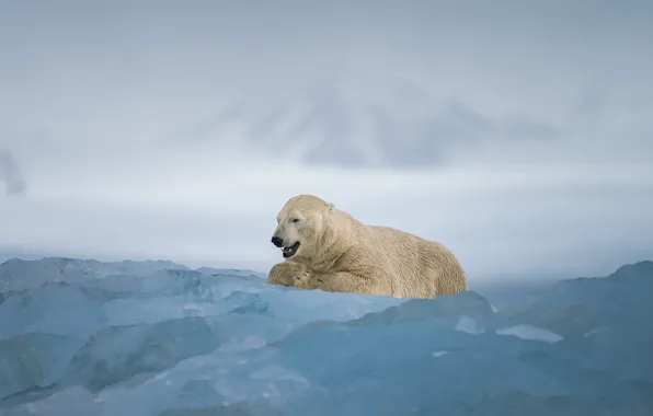 Winter, snow, mountains, fog, ice, glacier, bear, mouth