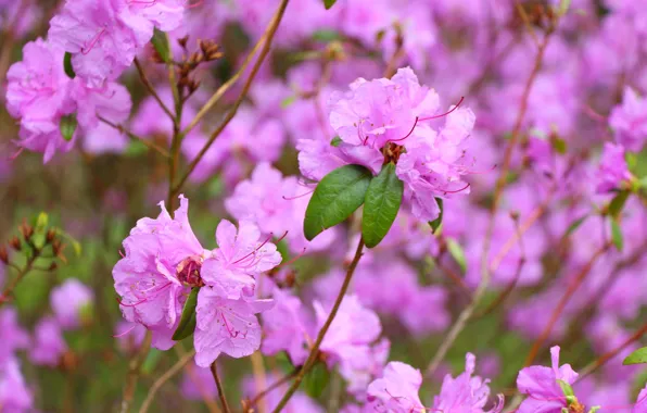 Color, macro, flowers, mood