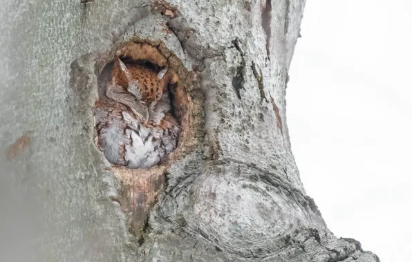 Picture trees, Eastern Screech Owl, bird