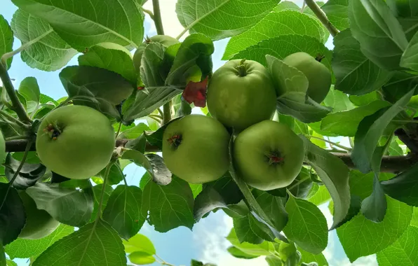 Green, Ranetki, apples