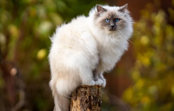Autumn, cat, cat, look, nature, stump, post, blue eyes